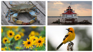 maryland